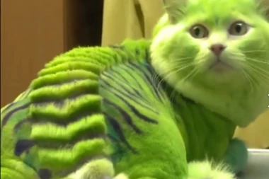 (VIDEO) ZAPANJUJUĆE! Da li biste odveli svoju macu u ovaj salon?