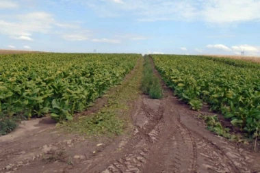 Policajci ušli na njivu i ostali ukopani na mestu!