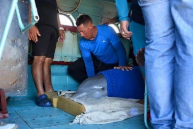 ZAJEDNO JAČI: Zbog uragana evakuacija delfina!