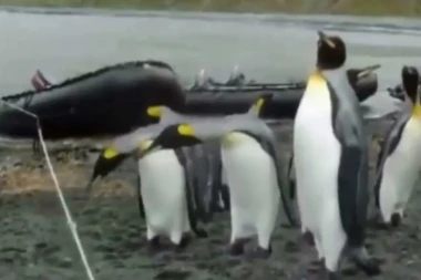 (VIDEO) USPEŠNI SE RADUJU: Pingvini teško prelaze preko konopca
