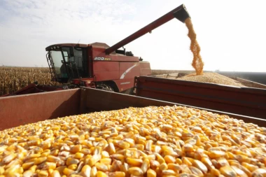 APATIN: Mladića tražili danima, a njegovo telo bilo ISPOD 90 TONA KUKURUZA!