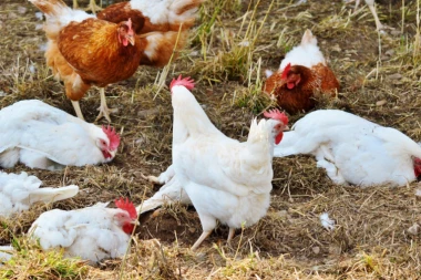 VELIKA ŠTETA U PRIBOJU: Od udara groma uginulo 1400 KOKA NOSILJA