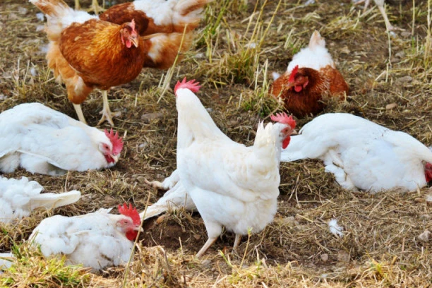 VELIKA ŠTETA U PRIBOJU: Od udara groma uginulo 1400 KOKA NOSILJA