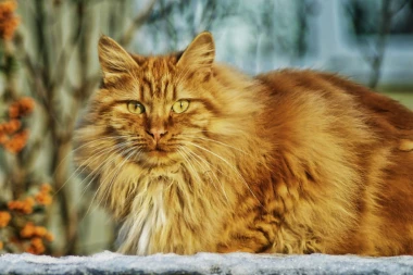 Niko ga neće zbog njegovog "felera": Mačak traži dom