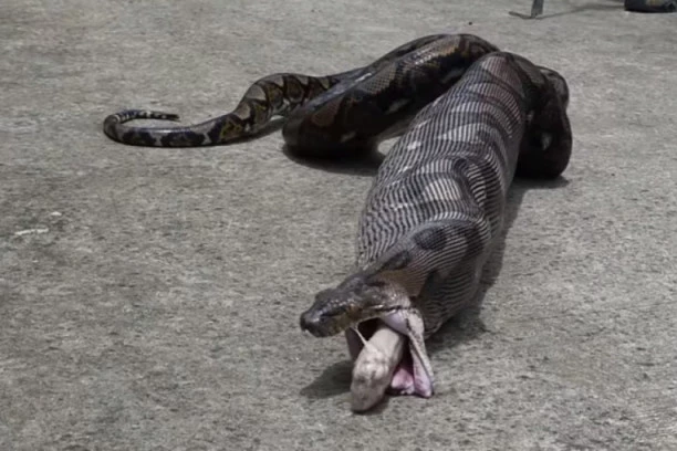 (VIDEO) Toliko gadno da morate pogledati: Nećete verovati šta su izvukli iz stomaka ove zmije!