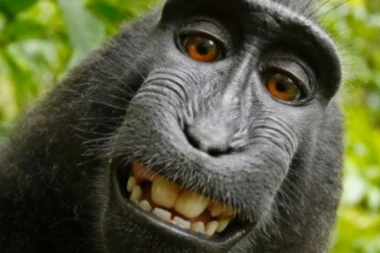 MAJMUN DOBIO SPOR NA SUDU: Novac od fotografije šalje ugroženim životinjama