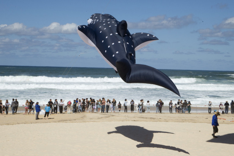 Godišnje on okuplja veliki broj proefsionalnih puštača zmajeva.