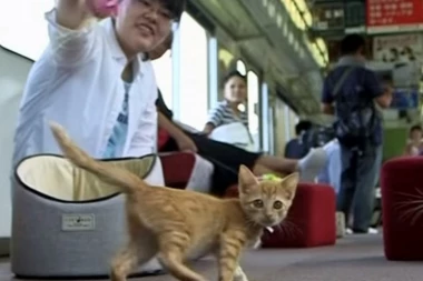 (VIDEO) PRIHVATILIŠTA NA ŠINAMA: Japanski vozovi za mace