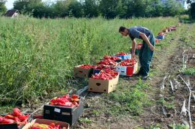 Dižu tezge na divljaka: ZAPLENJENO 5 TONA PAPRIKE KOD "KVANTAŠA"
