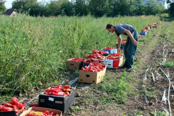 Hoćete da se bavite poljoprivredom? Sada je pravo vreme za to! Svetska banka bespovratno daje 50 MILIONA DOLARA