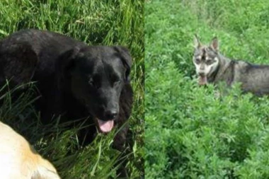 SAMO ZA HUMANE LJUDE: Dva mlada psa traže dom