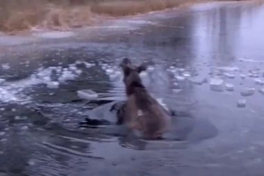 (VIDEO) DRAMATIČAN SNIMAK: Nesrećnom losu nije bilo spasa, ali se onda pojavio heroj!
