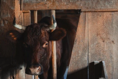 Zbog jednog bika, u Švedskoj je bez struje ostalo 700 domaćinstava!