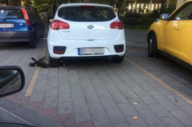 (UZNEMIRUJUĆI SADRŽAJ) UŽAS: Parkirao auto preko psa!