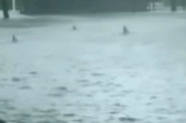 Ajkule krstare ulicama Majamija