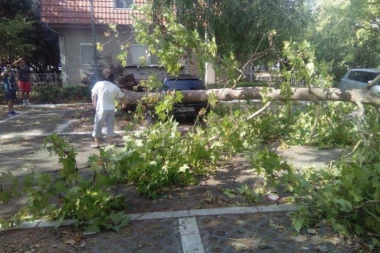 NEKA GA ANĐELI ČUVAJU: Preminuo mališan (4) na kojeg je palo drvo u Borči!