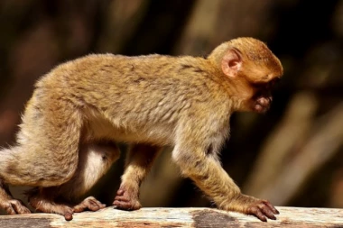 (VIDEO) I MAJMUN BI DA SEDNE: Tražio slobodno mesto u gradskom prevozu