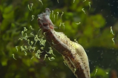 (VIDEO) ZAPANJUJUĆE: Evo kako jedan tata rađa decu!