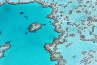 Naučnici prebacili deo korala sa Velikog koralnog grebena