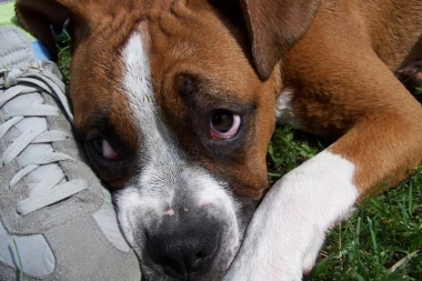 OVO MOŽE SAMO NEČOVEK: Otrovan čopor pasa u Zemunu