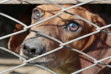 BORDEL ZA PSE U CENTRU BEOGRADA: Teška boleština i iživljavanje!