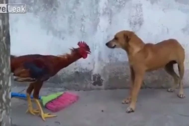 KO JE GLAVNI U DVORIŠTU: Petao nasrnuo na psa, urnebesna završnica!