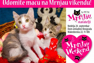 MRNJAU VIKEND: Najslađe mace čekaju da ih udomite!