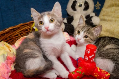 NAUČITE MACU DA ŽIVI U STANU: Evo kad i kako da im skratite kandže