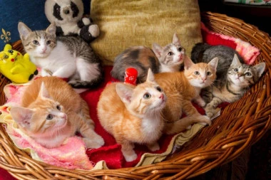 Hostel u Japanu: Mačke "pevaju" uspavanke gostima