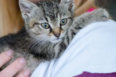 EVO KAKO MAČKE POKAZUJU SVOJU LJUBAV PREMA VAMA!