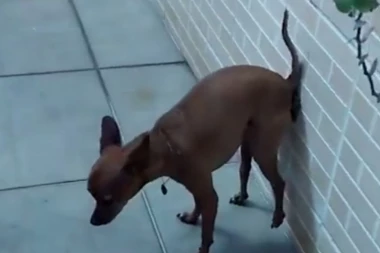 (VIDEO) URNEBESNO: Ovaj psić nije naučio da ne sme da se kaki ni po zidovima!