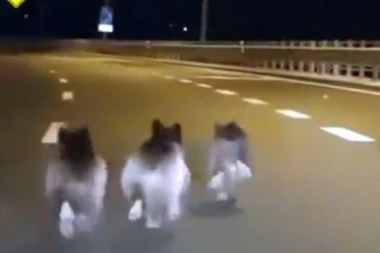 (VIDEO) PRESLATKO! Pogledajte kako su medvedići zaustavili saobraćaj u Rijeci!