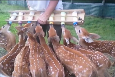 (VIDEO) Evo kako da nahranite OSAM BAMBIJA ODJEDNOM!