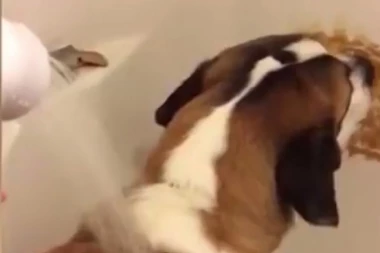 (VIDEO) SMEHOTRESNO: Evo kako da naterate psa NA KUPANJE!