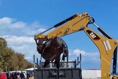 Pogledajte KORNJAČU TEŠKU 700 KILOGRAMA