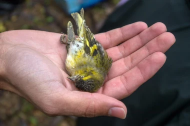 MASAKR U SRBIJI: Nelegalno ubijeno više od 200.000 divljih ptica