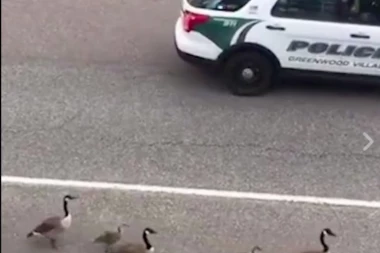 (VIDEO) PRESLATKO: Guske krenule u šetnju, a čuva ih POLICIJA!