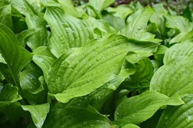 RECEPTI IZ PRIRODE ZA PAROVE: Šumsko voće i bokvica za veću plodnost!