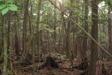 (FOTO) U džunglama Brazila pronađeno mladunče kita!
