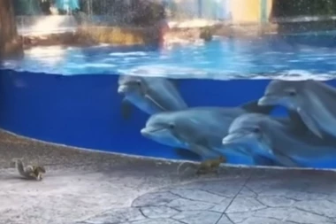 KADA PAS PRVI PUT UGLEDA DELFINE TO IZGLEDA OVAKO!