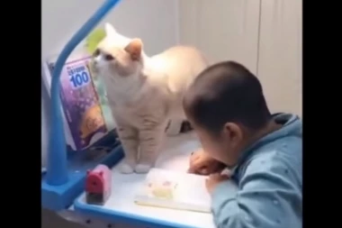(VIDEO) Oduševićete se kada budete videli šta ova mačka radi svom vlasniku!
