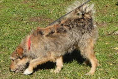 ARC IZLOŽBA SVIH PASA: Zabavite se na humanitarnom događaju