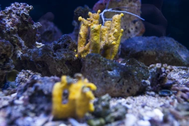 (VIDEO) RETKOST: Naučnici uspeli da uzgoje morskog zmaja!