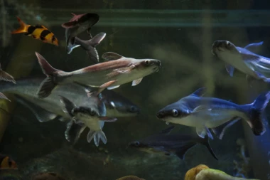 (VIDEO) KO BI REKAO? Ribe vole isto što i bebe!