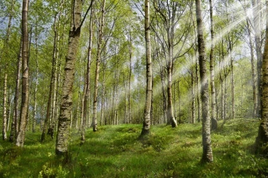 (VIDEO) Naučnici razvili virtuelnu šumu