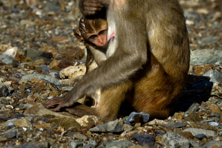 Fotografi obišli Ostrvo majmuna na Portoriku nakon uragana Marija