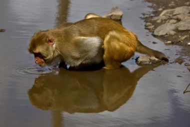 OVAKO IZGLEDA OSTRVO MAJMUNA NAKON URAGANA!