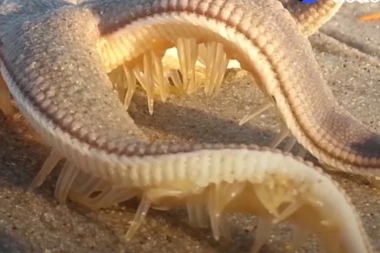 (VIDEO) Kada biste naleteli na ovo stvorenje na plaži - SKAMENILI BISTE SE!