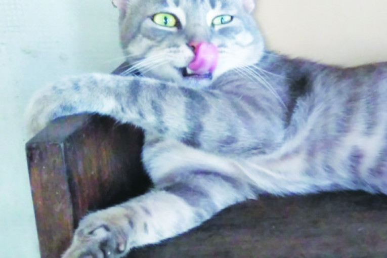 Miško, razigrani mačak, izlezava se dok uporno čeka svoj deo ručka