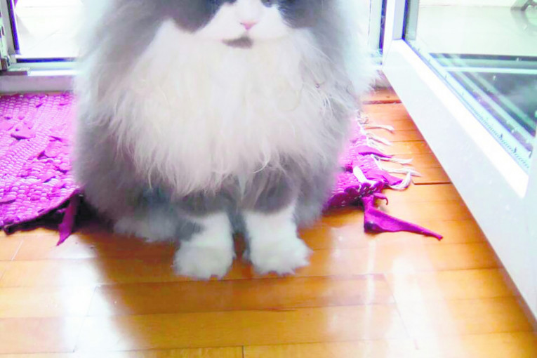 Nasa Cica, kakva divna maca